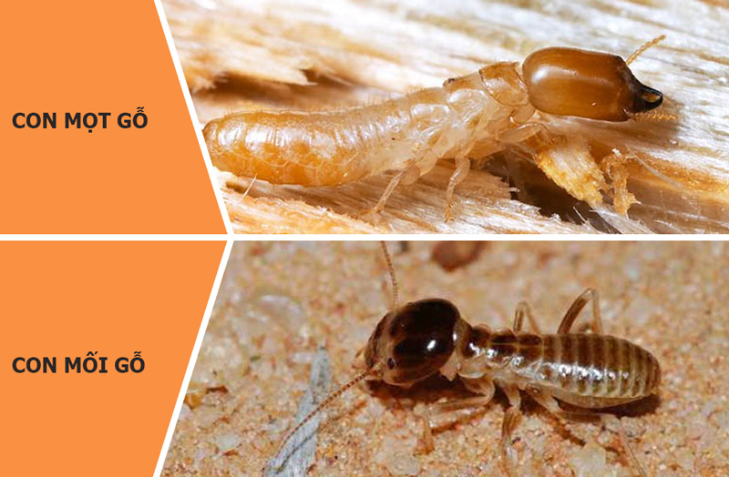 gỗ óc chó có bị mối mọt không