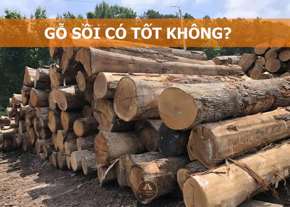 Gỗ sồi có tốt không, gỗ sồi có tốt không?