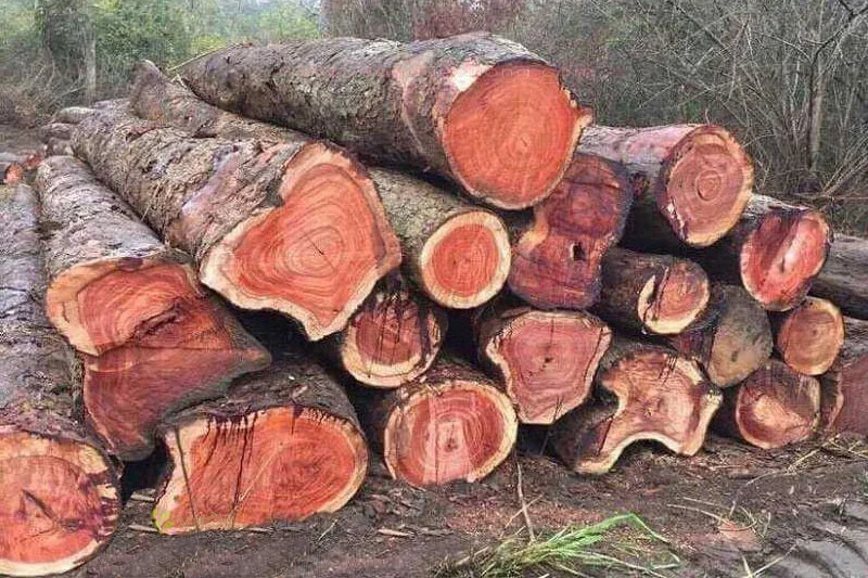 gỗ g&otilde; đỏ c&ograve;n nổi tiếng với độ bền chắc vượt thời gian