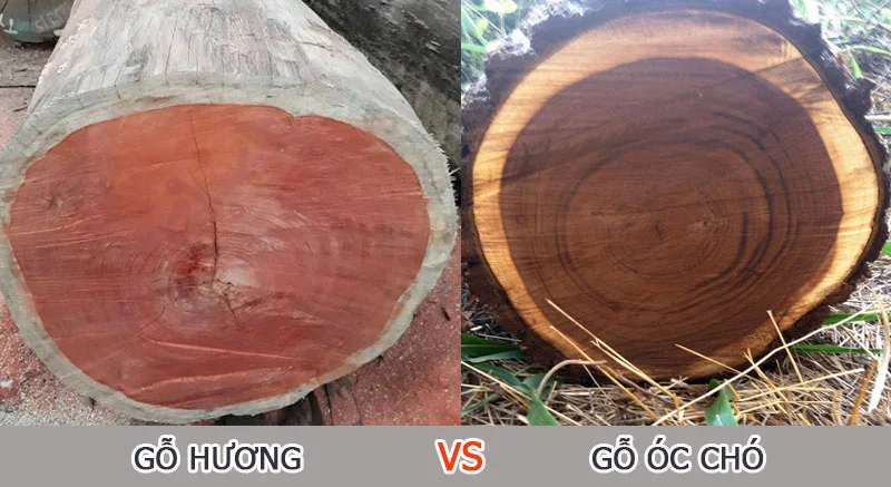  So s&aacute;nh gỗ &oacute;c ch&oacute; v&agrave; gỗ Hương