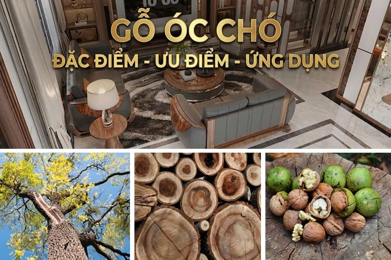 Gỗ &oacute;c ch&oacute; l&agrave; mỹ vương của ng&agrave;nh nội thất cao cấp