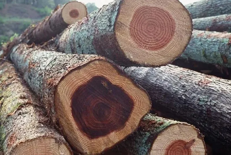 Gỗ &oacute;c ch&oacute; được đ&aacute;nh gi&aacute; cao về độ bền nhờ khả năng chống s&acirc;u mọt hiệu quả
