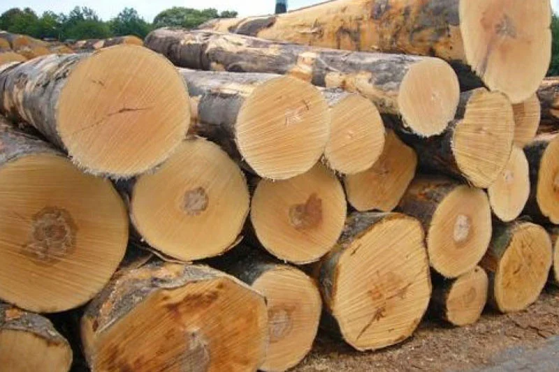 Gỗ sồi nổi bật với gam m&agrave;u s&aacute;ng mang lại cảm gi&aacute;c trẻ trung v&agrave; hiện đại cho kh&ocirc;ng gian