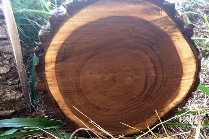 Gỗ &oacute;c ch&oacute; Bắc Mỹ ph&ocirc;i đẹp