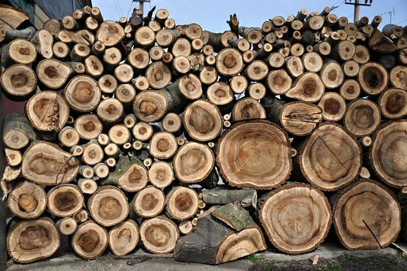Gỗ &oacute;c ch&oacute; Việt Nam c&oacute; chất lượng thấp n&ecirc;n &iacute;t được ứng dụng nội thất cao cấp