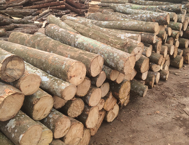 Gỗ keo