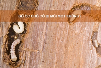 Gỗ óc chó có bị mối mọt không? Sự thật và cách phòng tránh