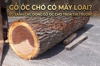 Gỗ óc chó có mấy loại? So sánh các dòng gỗ óc chó trên thị trường